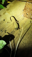 Lissotriton vulgaris