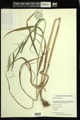Elymus wiegandii