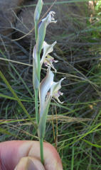 Gladiolus permeabilis edulis