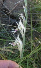 Gladiolus permeabilis edulis