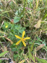 Hypericum