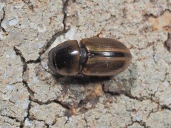 Labarrus cincticulus