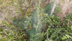 Brunsvigia orientalis