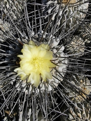Copiapoa dealbata