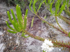 Pseudoselago gracilis