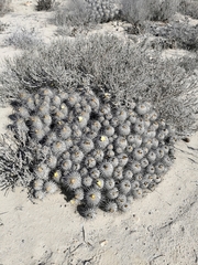Copiapoa dealbata