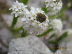 Pseudoselago gracilis