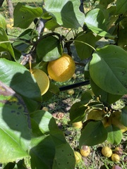 Pyrus pyrifolia