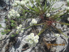 Pseudoselago gracilis