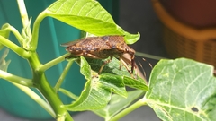 Alcaeorrhynchus grandis