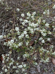 Polygonella polygama