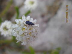 Pseudoselago gracilis