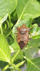 Alcaeorrhynchus grandis