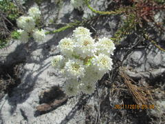 Pseudoselago gracilis