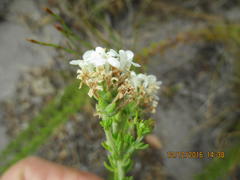 Pseudoselago gracilis