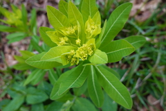 Euphorbia hyberna
