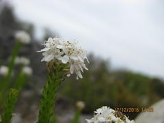Pseudoselago gracilis