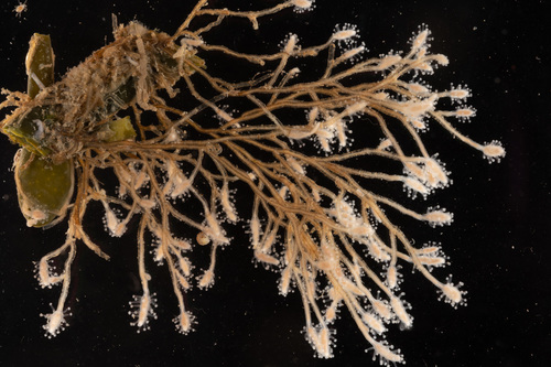 Representative image of Coryne pusilla