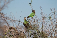 Poicephalus cryptoxanthus cryptoxanthus