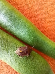 Dolycoris baccarum