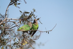 Poicephalus cryptoxanthus cryptoxanthus