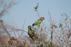 Poicephalus cryptoxanthus cryptoxanthus