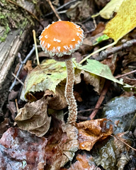 Leratiomyces squamosus