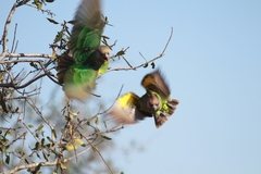 Poicephalus cryptoxanthus cryptoxanthus