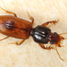Clivina collaris - Photo (c) Stephen Luk, some rights reserved (CC BY-NC), uploaded by Stephen Luk