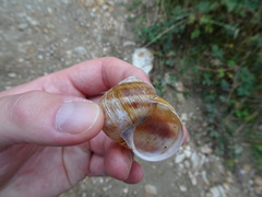Helix thessalica