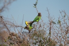 Poicephalus cryptoxanthus cryptoxanthus
