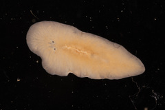 Leptoplana tremellaris