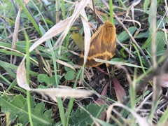 Lemonia dumi