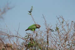 Poicephalus cryptoxanthus cryptoxanthus