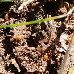 Lasius fuliginosus