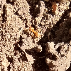 Lasius fuliginosus