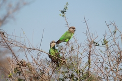 Poicephalus cryptoxanthus cryptoxanthus