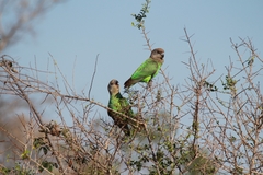 Poicephalus cryptoxanthus cryptoxanthus