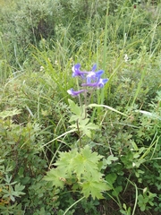 Delphinium brachycentrum