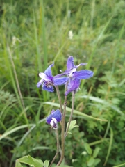 Delphinium brachycentrum