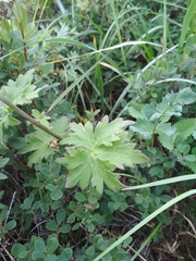 Delphinium brachycentrum