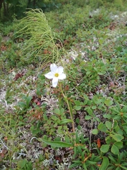 Claytonia acutifolia