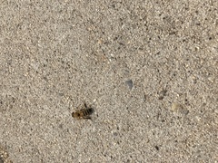 Apis mellifera