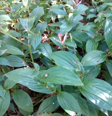 Tricyrtis formosana