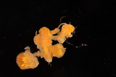 Aplidium turbinatum