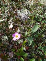Claytonia acutifolia