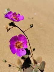 Cistanthe longiscapa