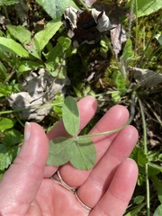 Trifolium pratense
