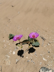 Cistanthe longiscapa