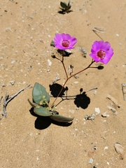 Cistanthe longiscapa